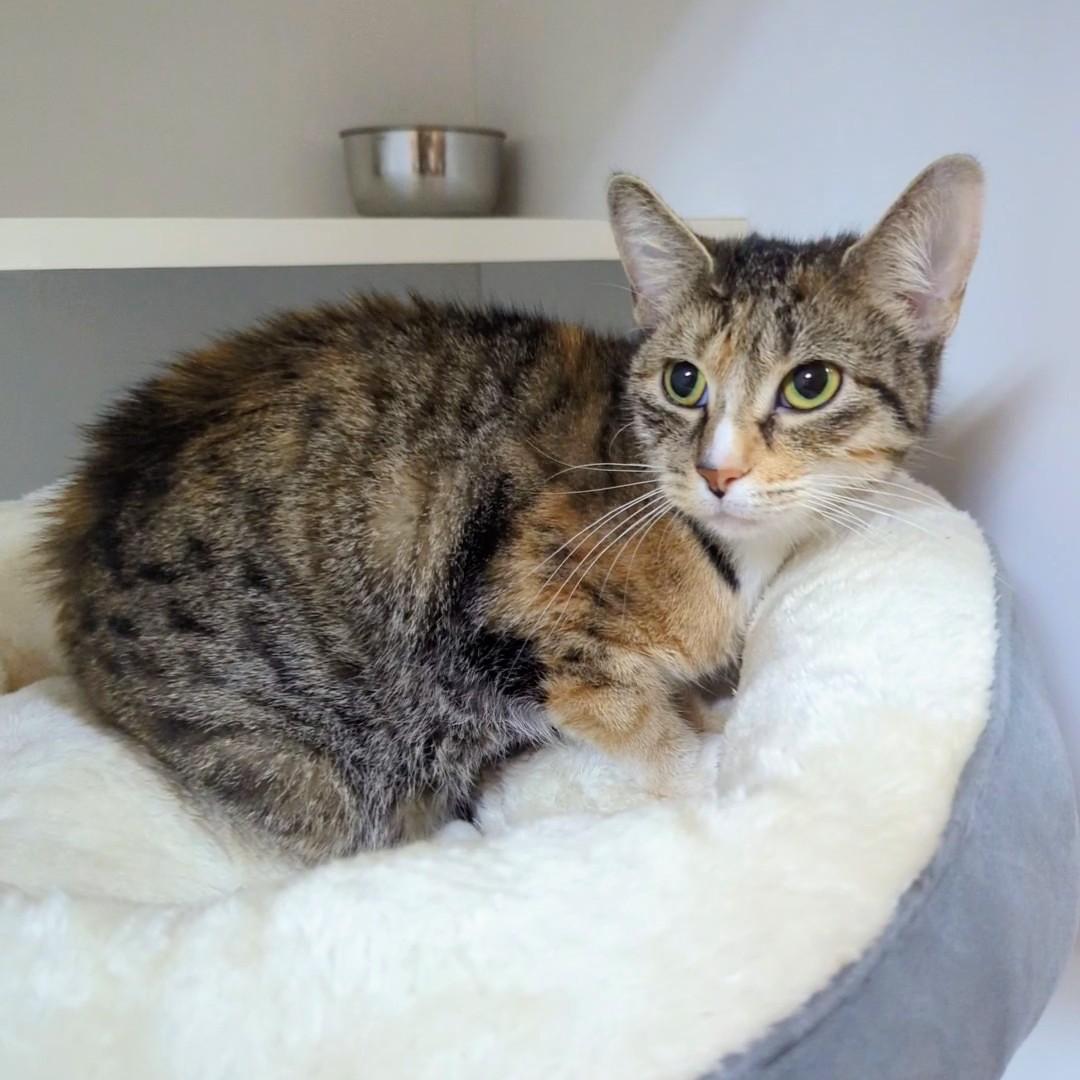 Enlarge Ivy, a ADOPTABLE Domestic Short Hair in Accident, MD image 1/4