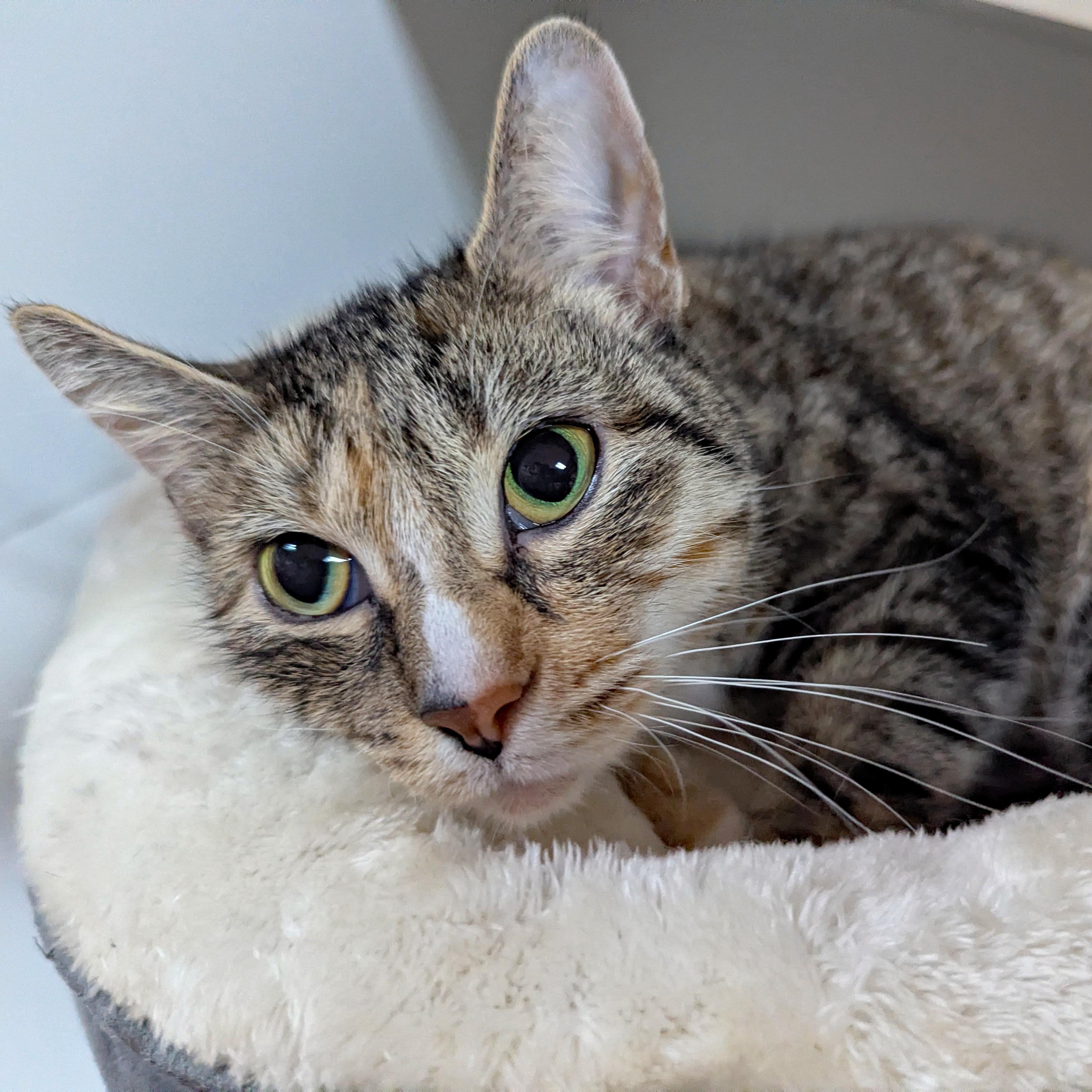 Enlarge Ivy, a ADOPTABLE Domestic Short Hair in Accident, MD image 3/4