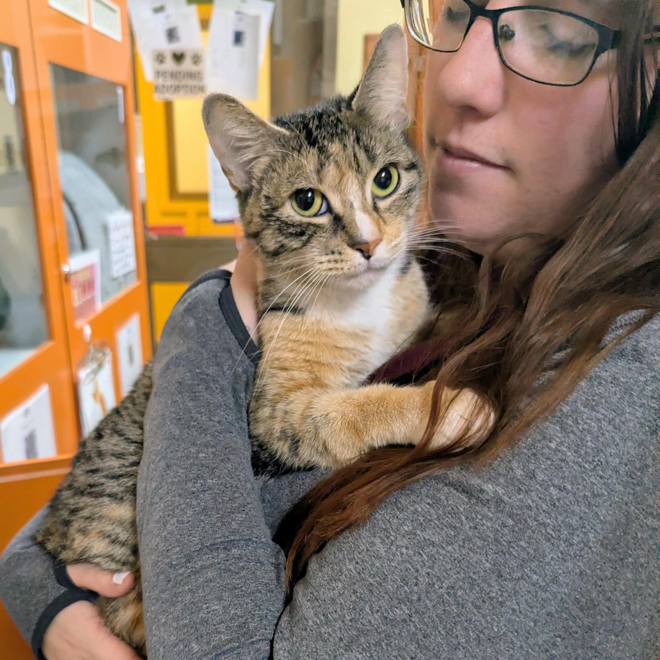 Enlarge Ivy, a ADOPTABLE Domestic Short Hair in Accident, MD image 4/4