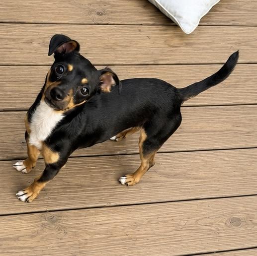 Buddy, an adopted mixed breed in Chickamauga, GA image 3/5