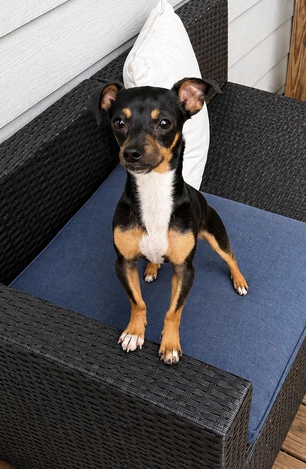 Buddy, an adopted mixed breed in Chickamauga, GA image 5/5