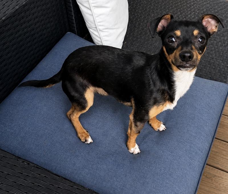 Buddy, an adopted mixed breed in Chickamauga, GA image 2/5
