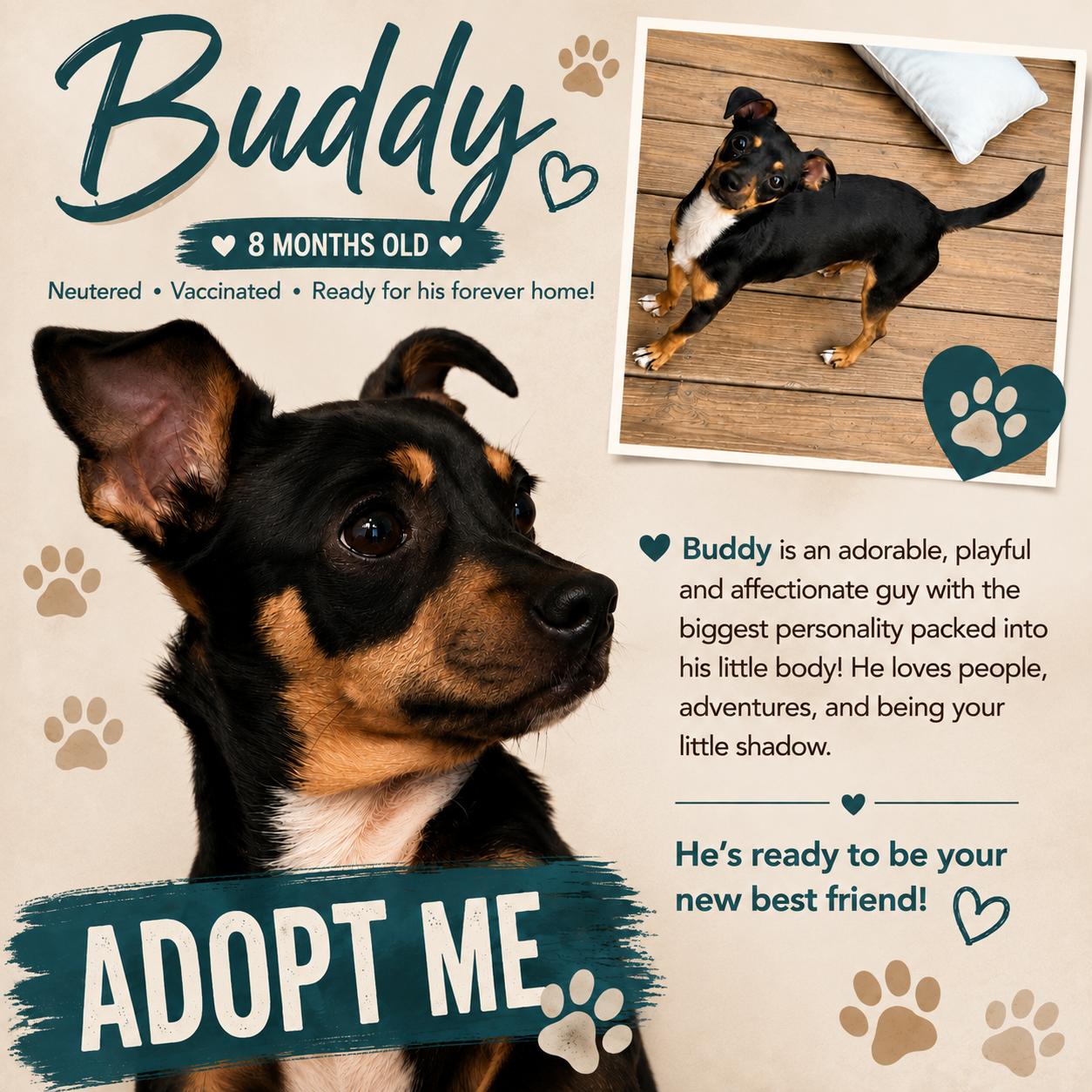 Buddy, adopted, Young Male Chihuahua.