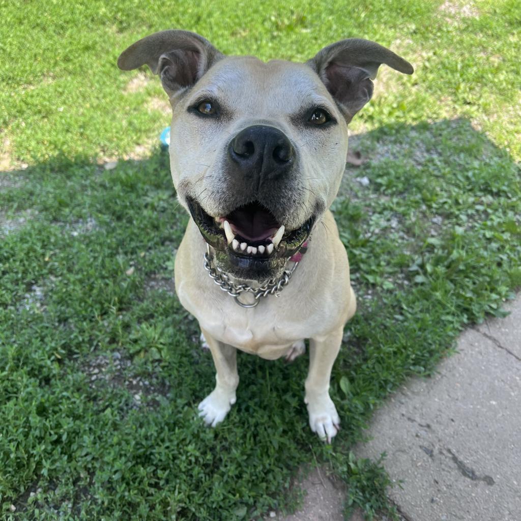 Enlarge Athena, a Adoptable mixed breed in Easton, PA image 1/6