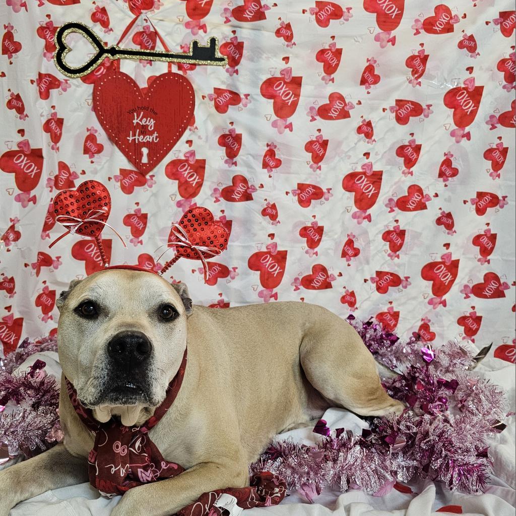 Athena, Adoptable, Senior Female Pit Bull Terrier & Labrador Retriever.