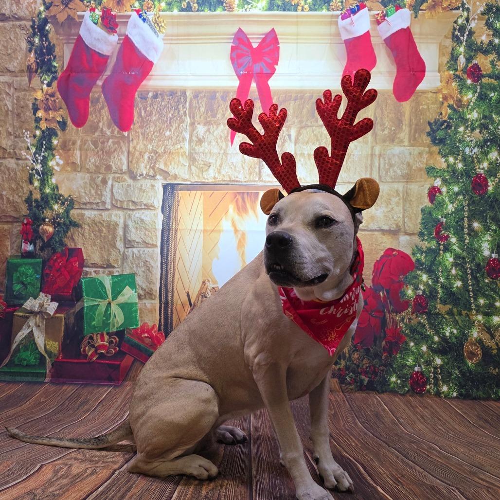 Athena, a Adoptable mixed breed in Easton, PA image 2/6