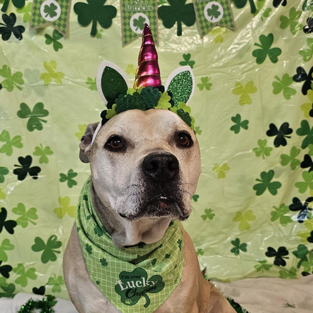 Athena, Adoptable, Senior Female Pit Bull Terrier & Labrador Retriever.