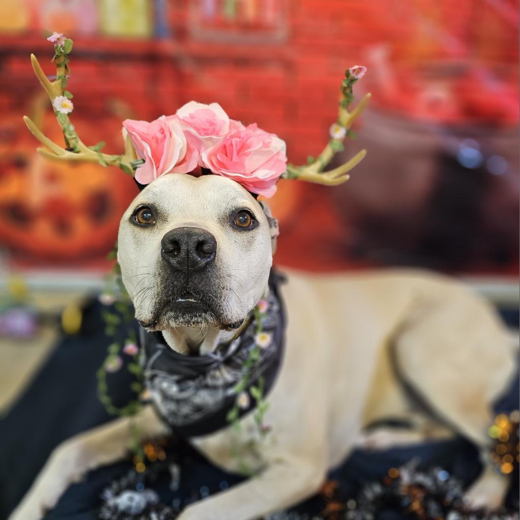 Athena, a Adoptable mixed breed in Easton, PA image 4/6