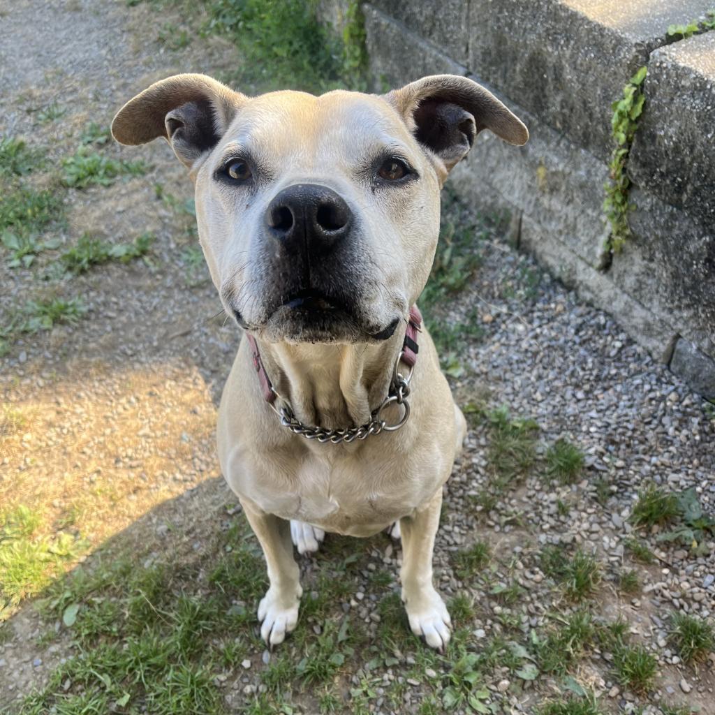 Athena, a Adoptable mixed breed in Easton, PA image 5/6