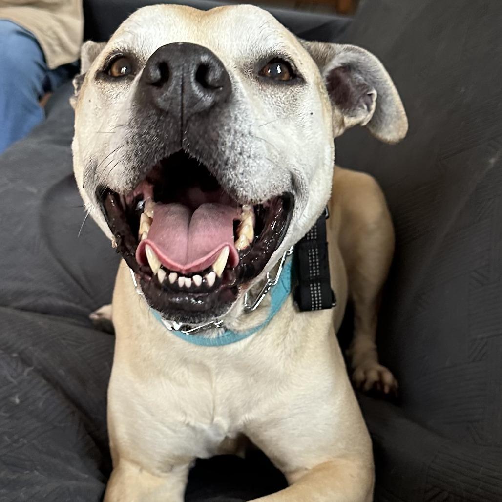 Enlarge Athena, a Adoptable mixed breed in Easton, PA image 5/5