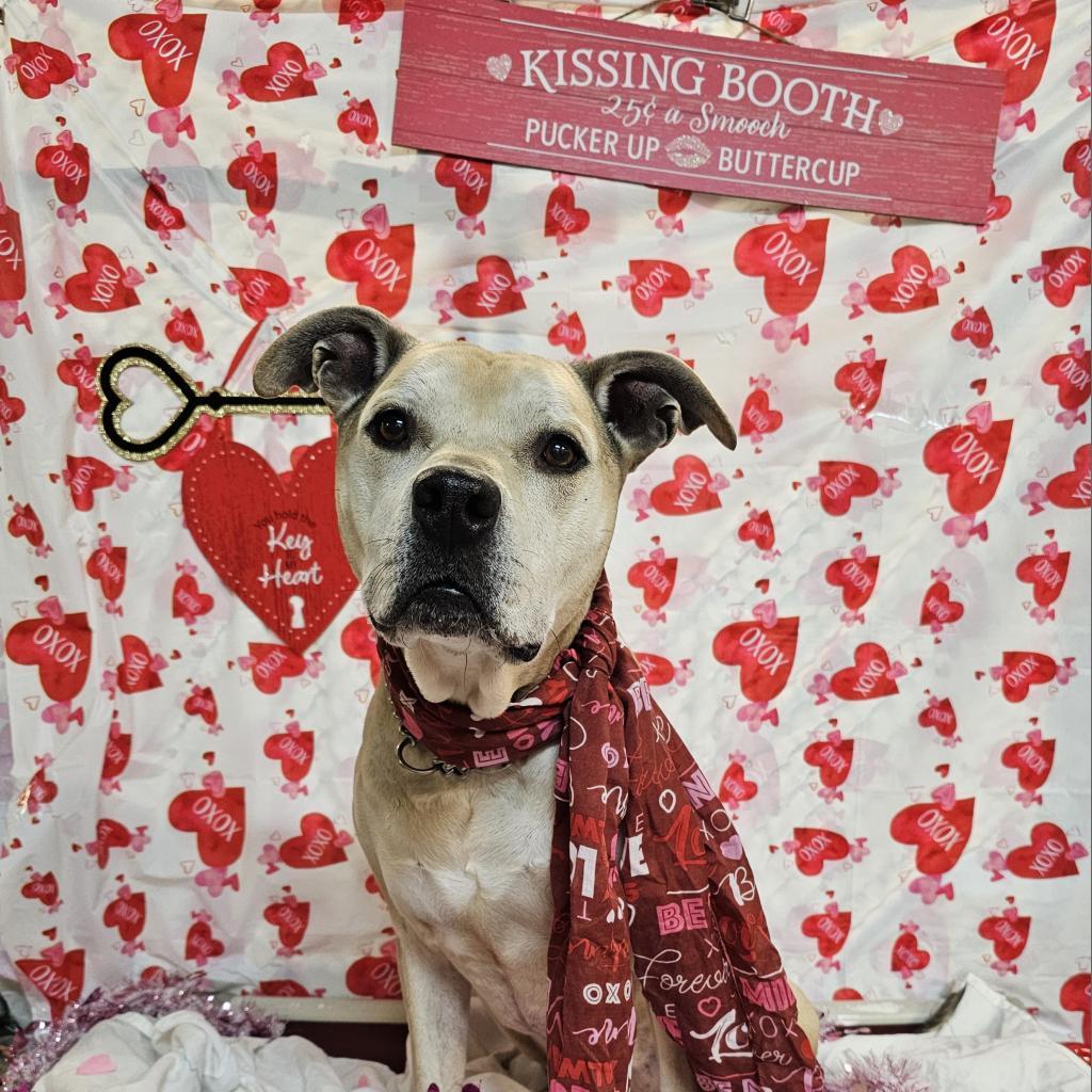 Athena, a Adoptable mixed breed in Easton, PA image 6/6