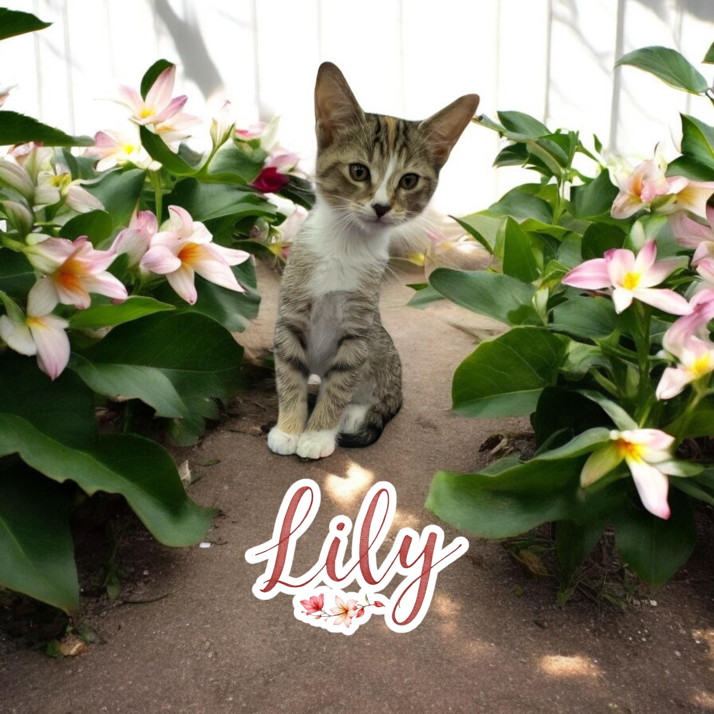 Lily