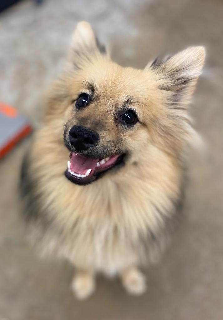 Cleo, Adoptable, Young Female Pomeranian & Mixed Breed.