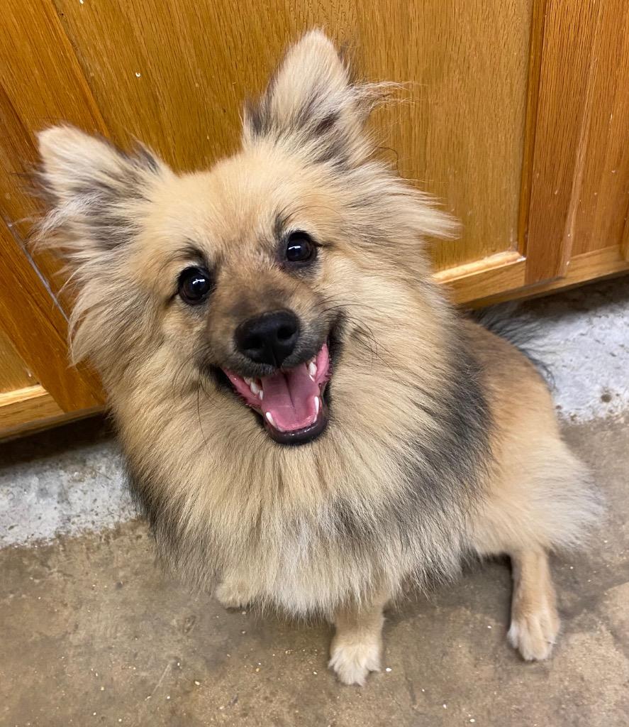 Enlarge Cleo, a Adoptable mixed breed in Lockhart, TX image 3/5