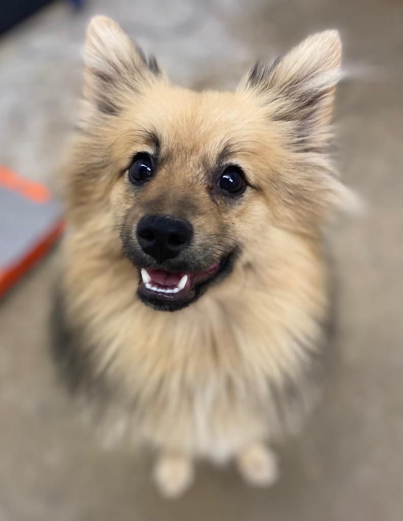 Enlarge Cleo, a Adoptable mixed breed in Lockhart, TX image 4/5