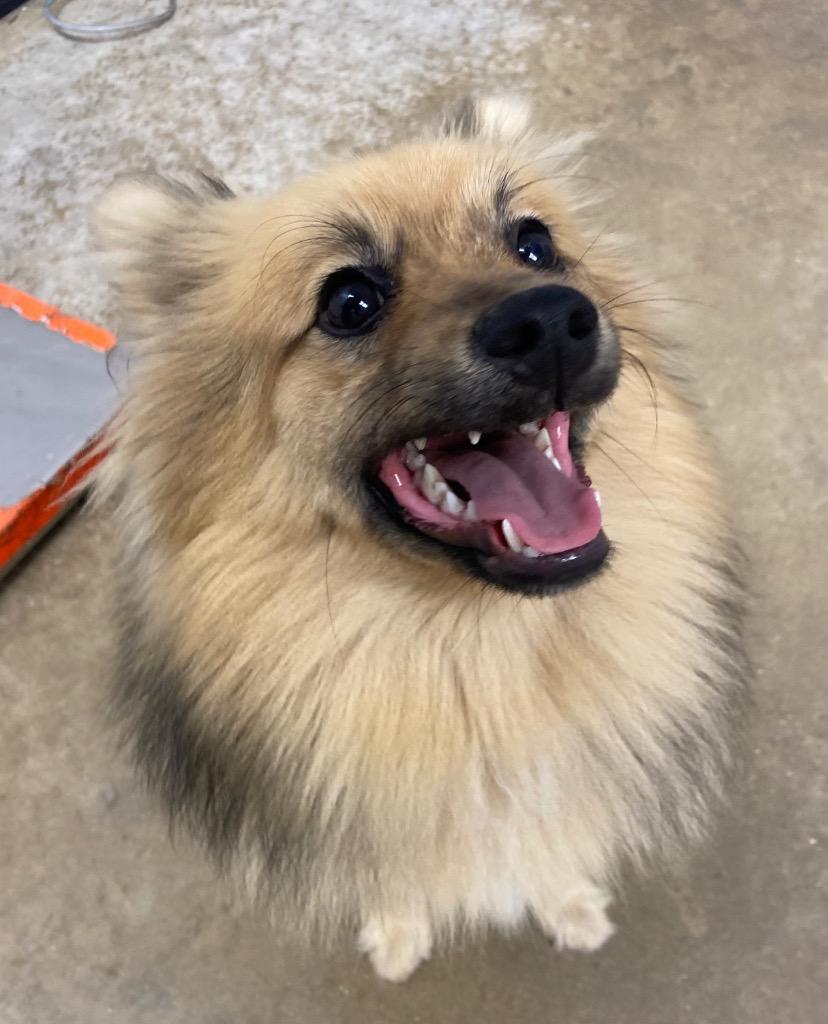 Enlarge Cleo, a Adoptable mixed breed in Lockhart, TX image 5/5