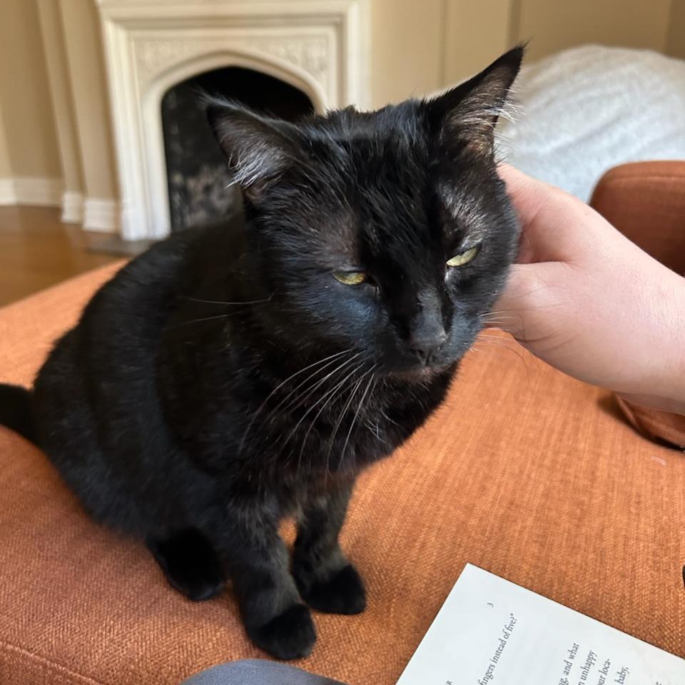 Enlarge Warlock, a Adoptable Domestic Short Hair in Evanston, IL image 1/6