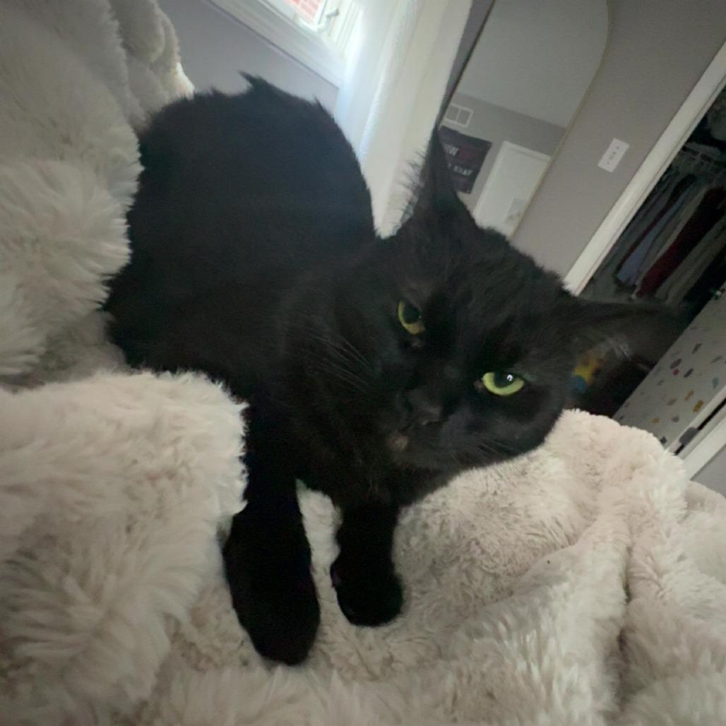 Enlarge Warlock, a Adoptable Domestic Short Hair in Evanston, IL image 2/6