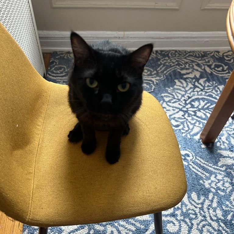 Enlarge Warlock, a Adoptable Domestic Short Hair in Evanston, IL image 3/6