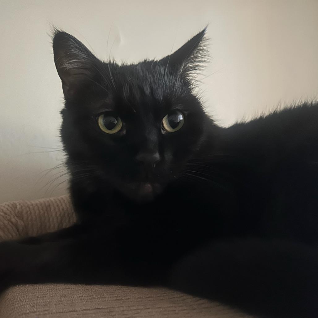 Enlarge Warlock, a Adoptable Domestic Short Hair in Evanston, IL image 3/6