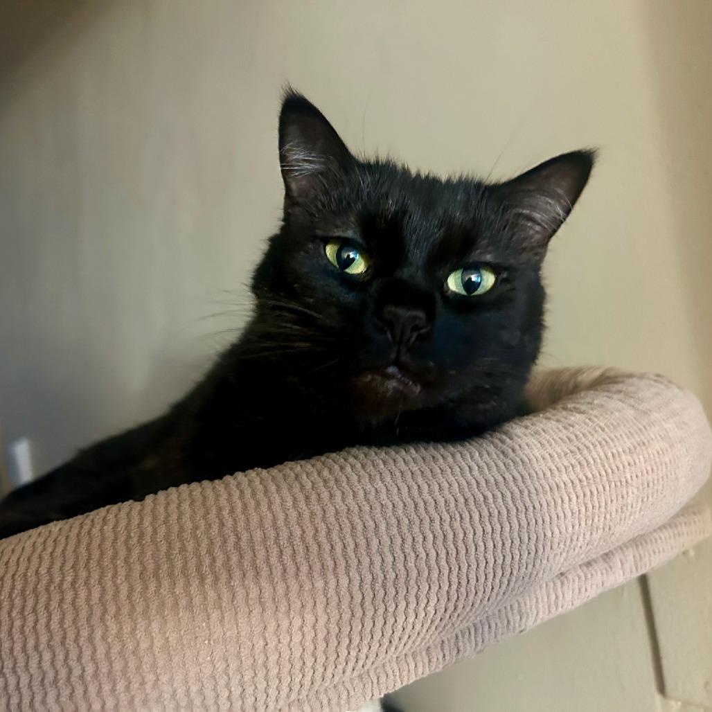 Enlarge Warlock, a Adoptable Domestic Short Hair in Evanston, IL image 4/6