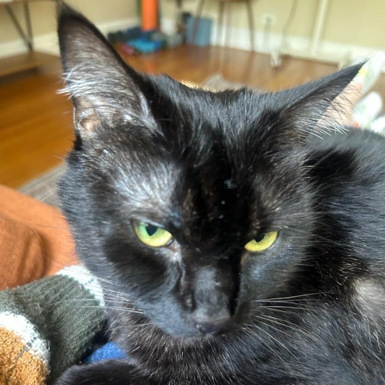 Enlarge Warlock, a Adoptable Domestic Short Hair in Evanston, IL image 5/6