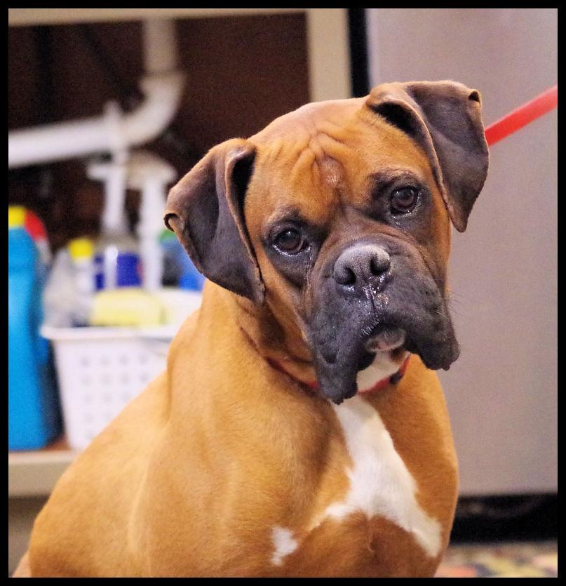 TUCKER, ADOPTABLE, Young Male Boxer.