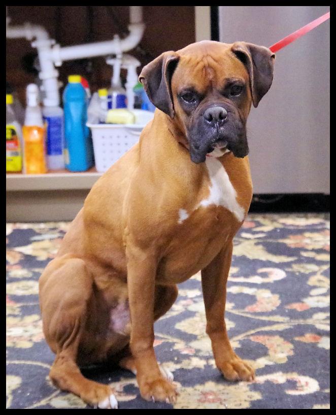 Enlarge TUCKER, a ADOPTABLE Boxer in Kuna, ID image 2/3