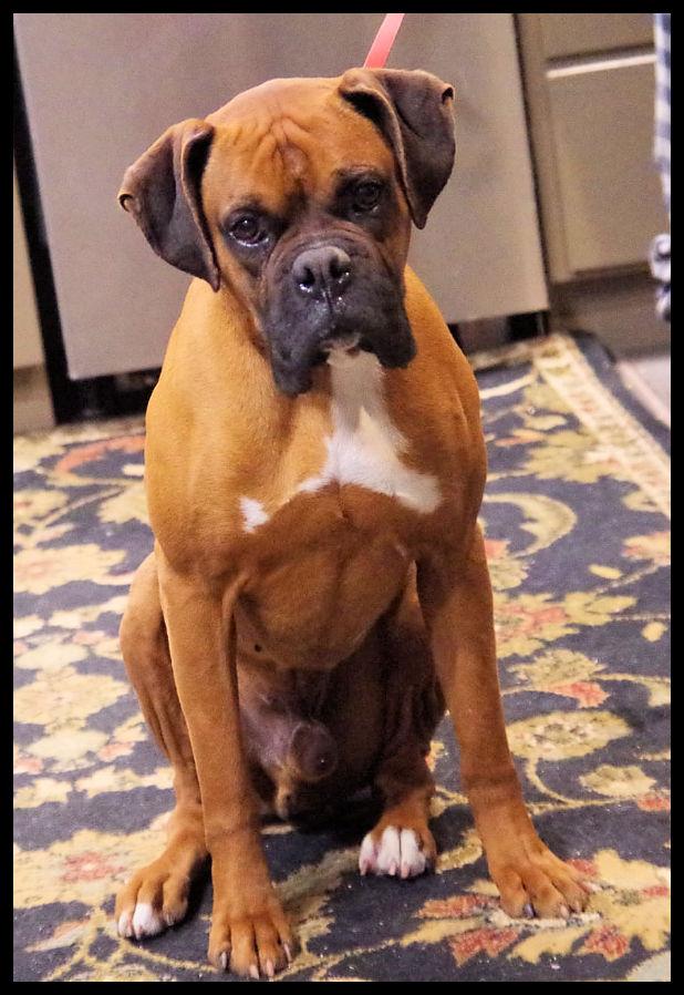 Enlarge TUCKER, a ADOPTABLE Boxer in Kuna, ID image 3/3
