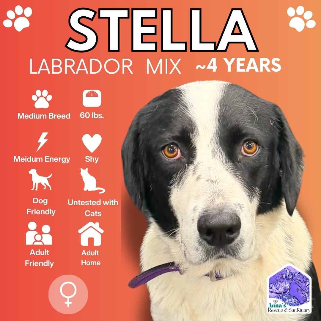 Stella, ADOPTABLE, Adult Female Mixed Breed & Labrador Retriever.