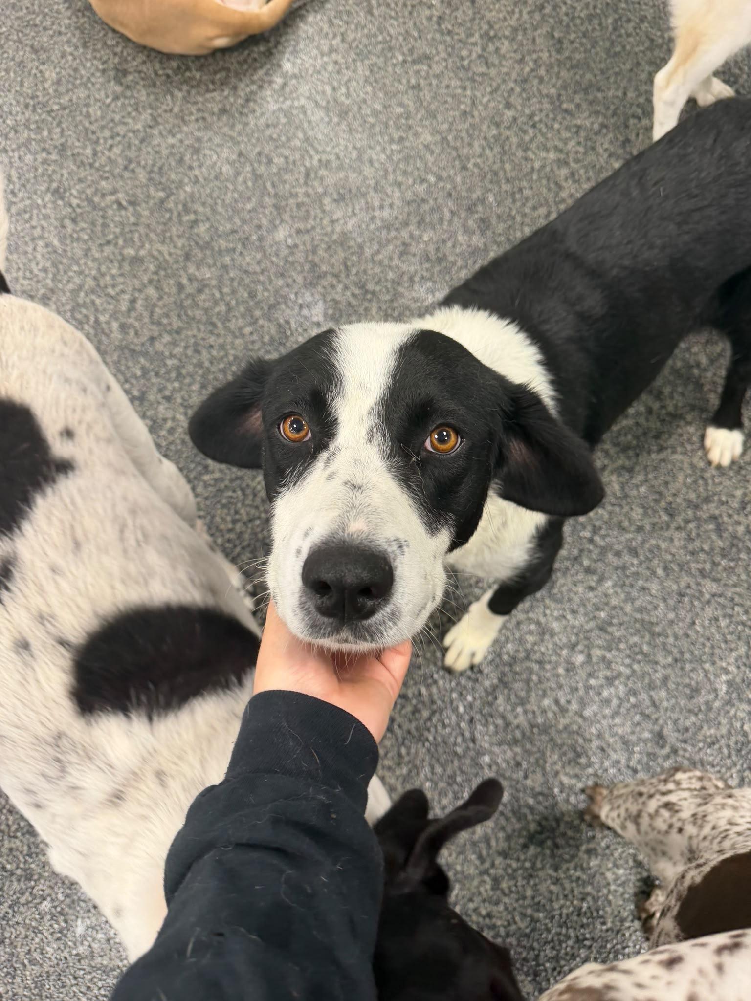 Enlarge Stella, a ADOPTABLE mixed breed in Aurora, ON image 4/6