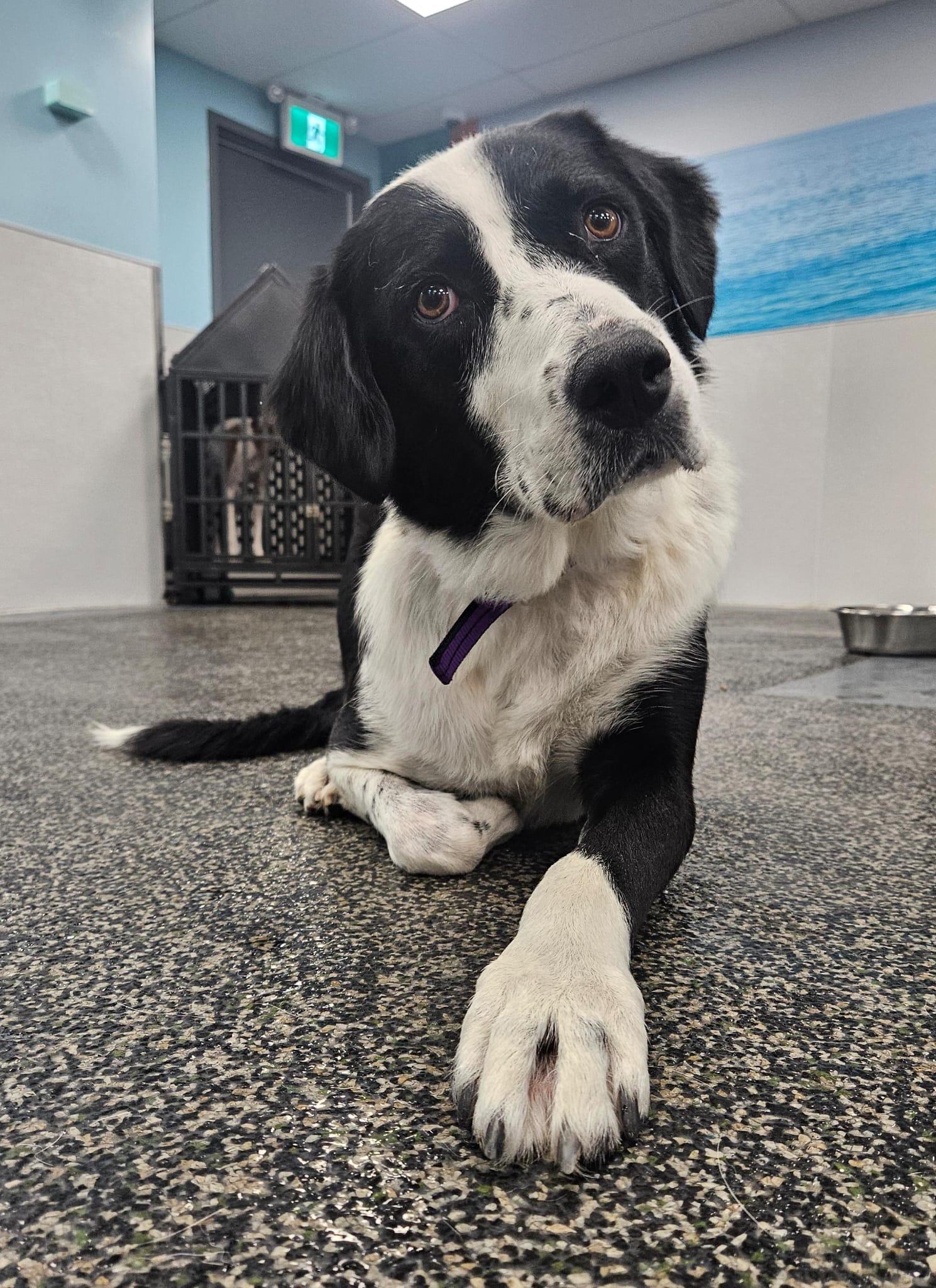 Enlarge Stella, a ADOPTABLE mixed breed in Aurora, ON image 3/6