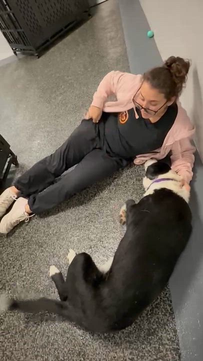 Enlarge Stella, a ADOPTABLE mixed breed in Aurora, ON video 2/6