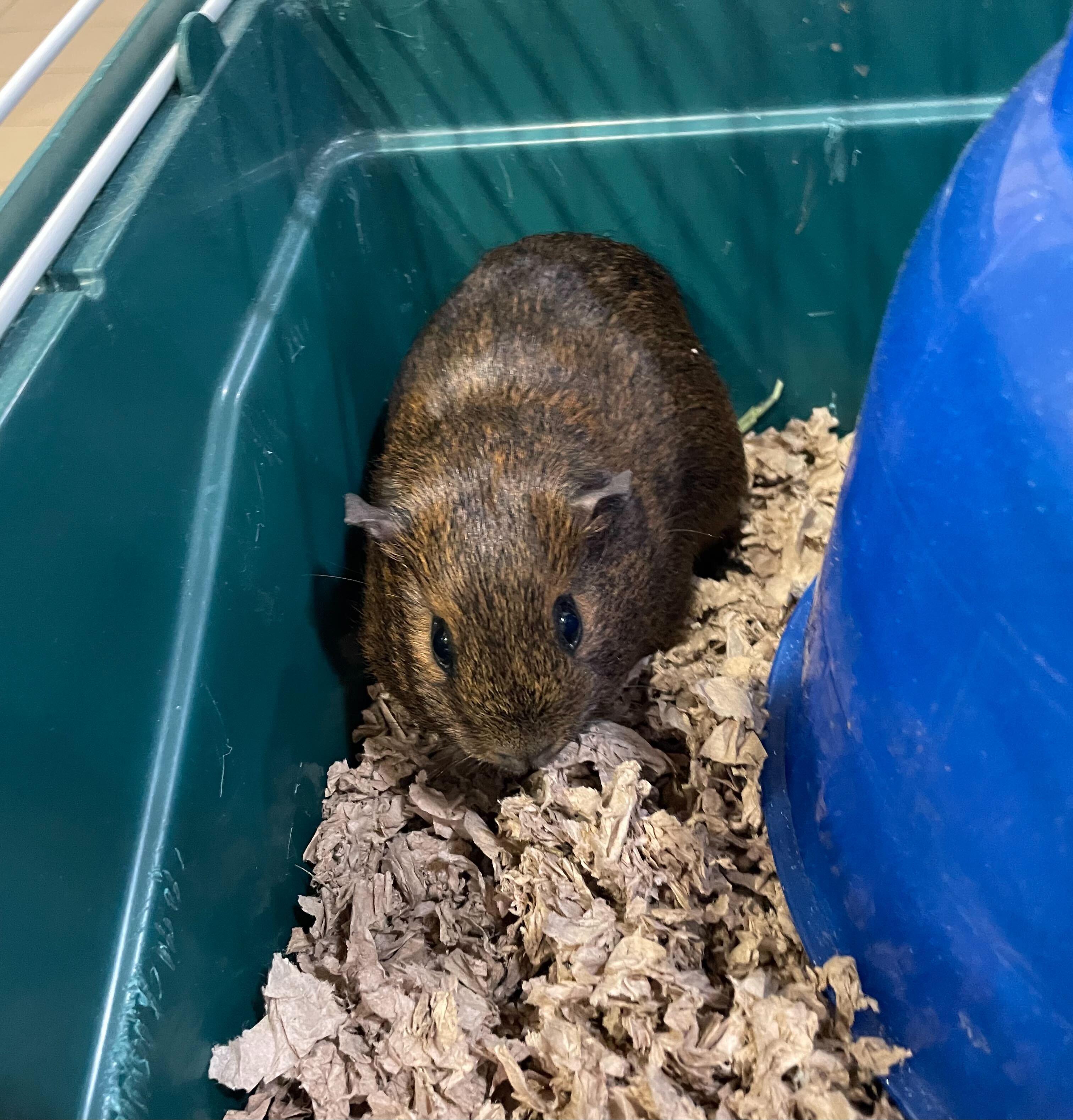 Glinda, ADOPTABLE, Adult Female Guinea Pig.