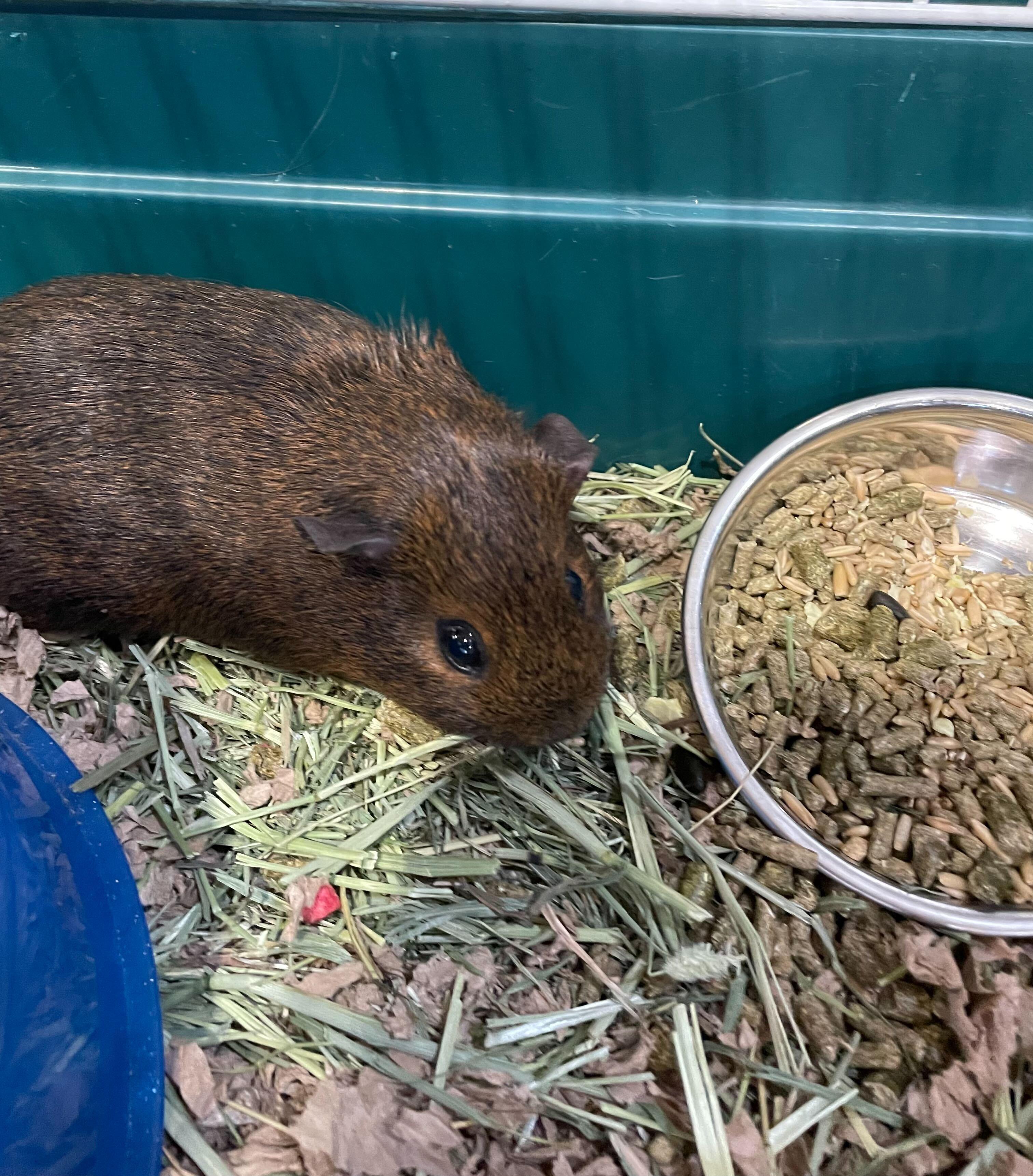 Enlarge Glinda, a ADOPTABLE Guinea Pig in Jackson, MI image 2/3