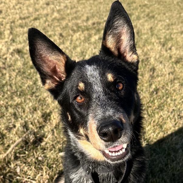 Enlarge Ruby happy girl!, a Adoptable mixed breed in Kokomo, IN image 2/6