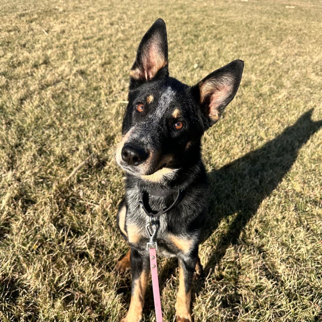 Enlarge Ruby happy girl!, a Adoptable mixed breed in Kokomo, IN image 3/6