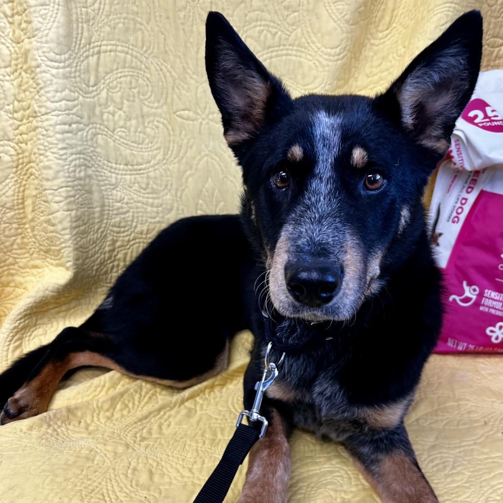 Enlarge Ruby happy girl!, a Adoptable mixed breed in Kokomo, IN image 5/6