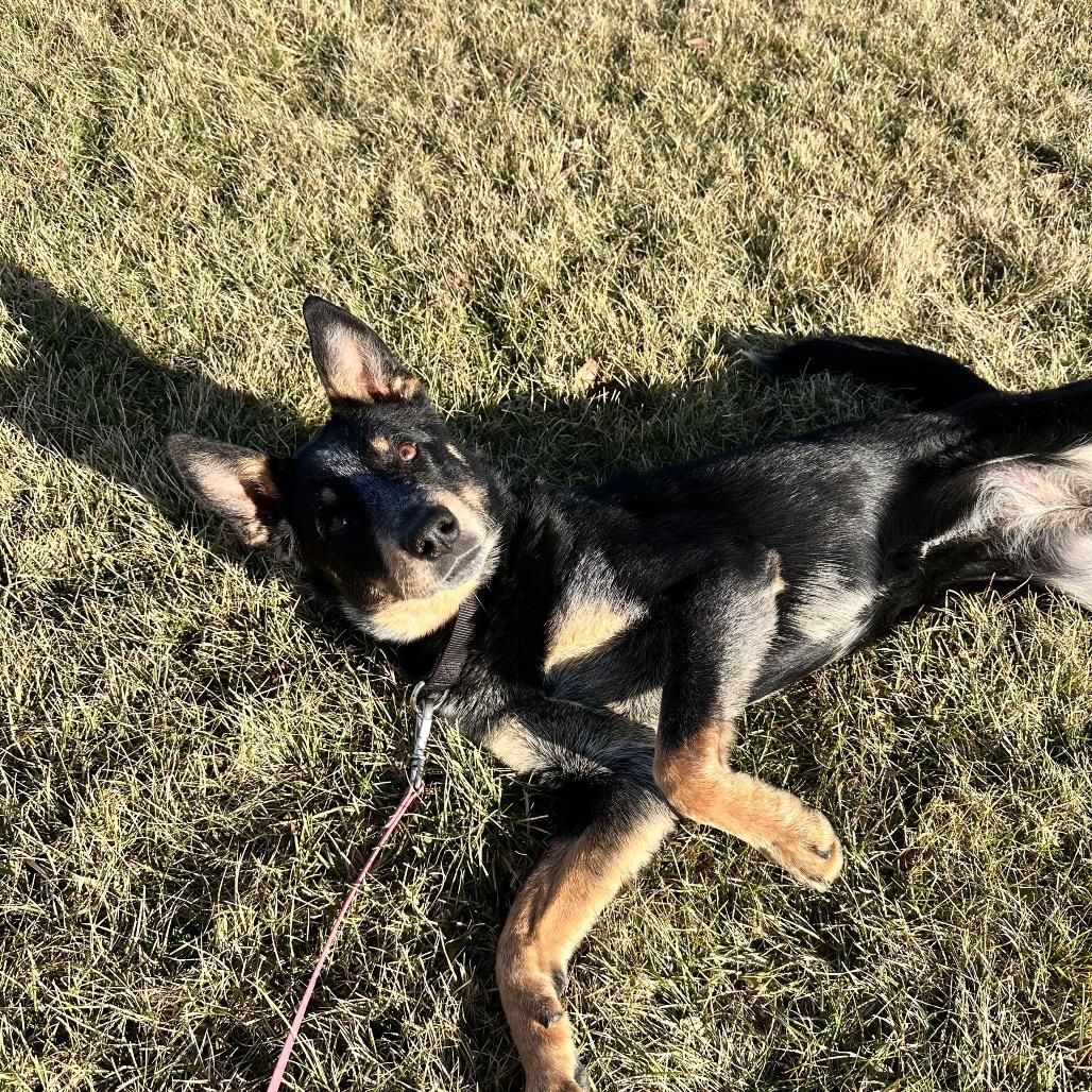 Enlarge Ruby happy girl!, a Adoptable mixed breed in Kokomo, IN image 6/6