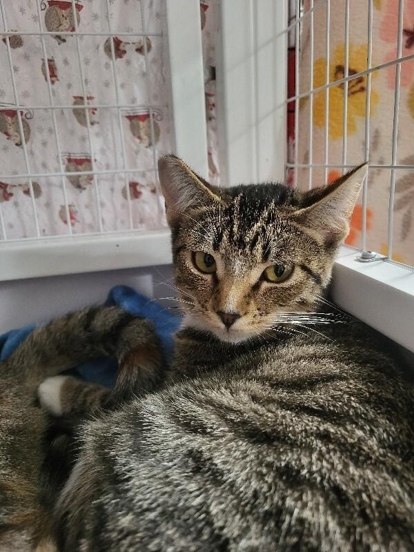 Enlarge Patch, a Adoptable Domestic Short Hair in Diamond Springs, CA image 1/3