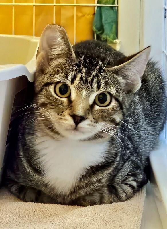 Enlarge Patch, a Adoptable Domestic Short Hair in Diamond Springs, CA image 2/3