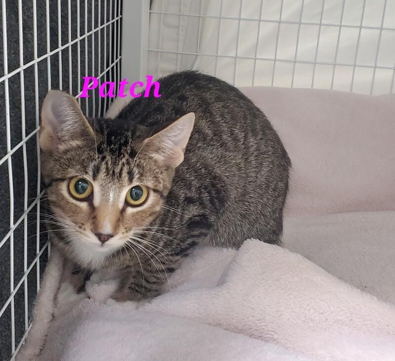 Enlarge Patch, a Adoptable Domestic Short Hair in Diamond Springs, CA image 3/3