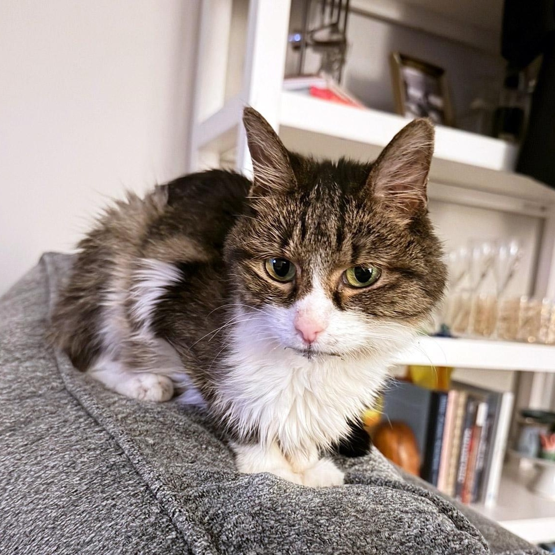 Enlarge Josephine, a Adoptable mixed breed in Chicago, IL image 2/5