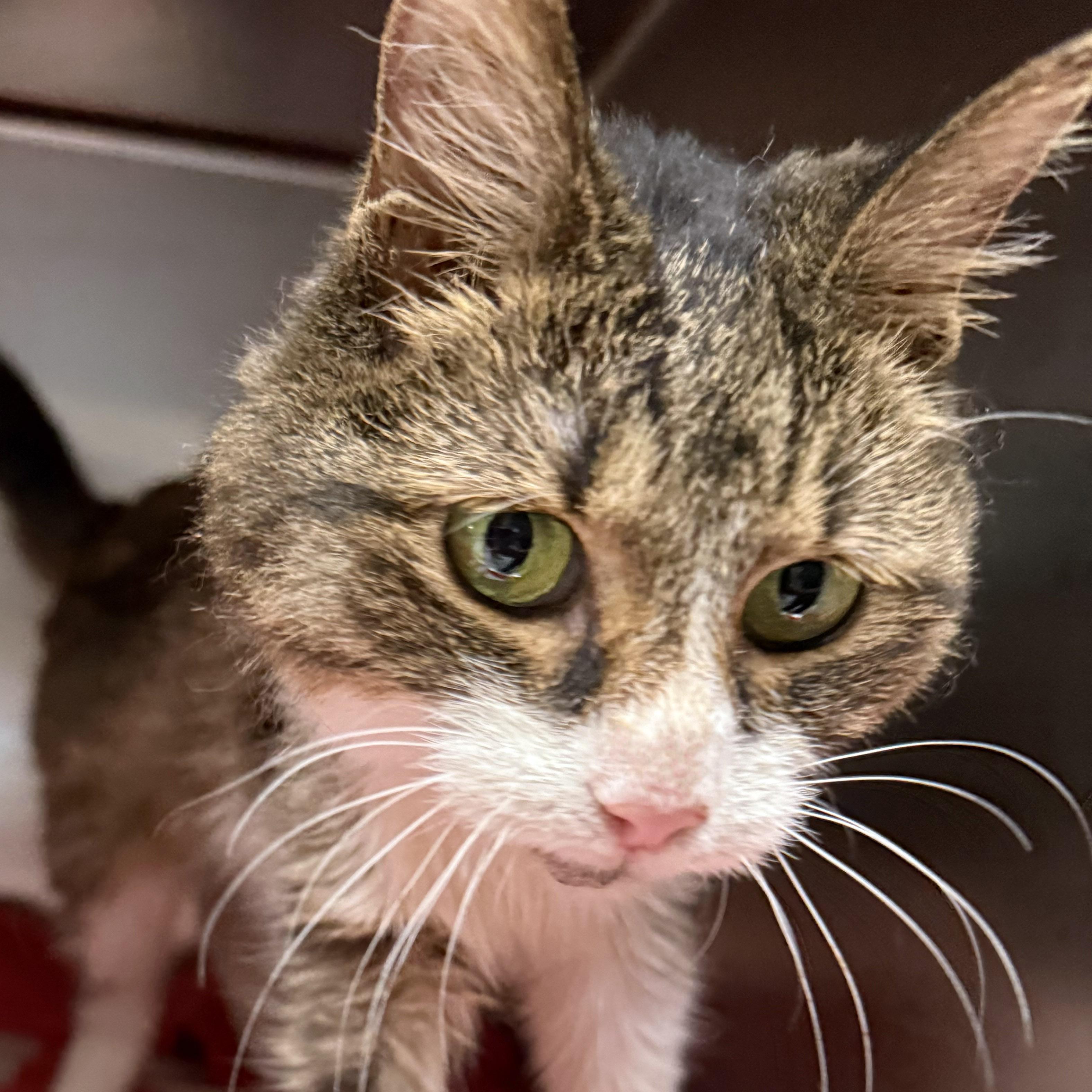 Enlarge Josephine, a Adoptable mixed breed in Chicago, IL image 1/5