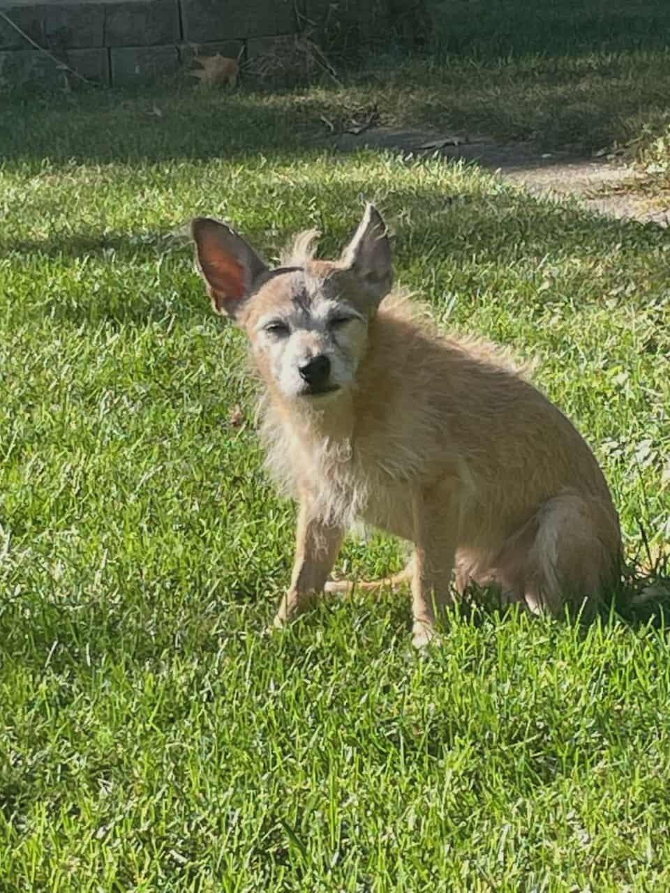 Vin Diesel, Adoptable, Senior Male Chihuahua.