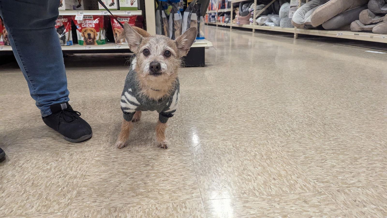 Enlarge Vin Diesel, a Adoptable Chihuahua in hinckley, IL image 2/3