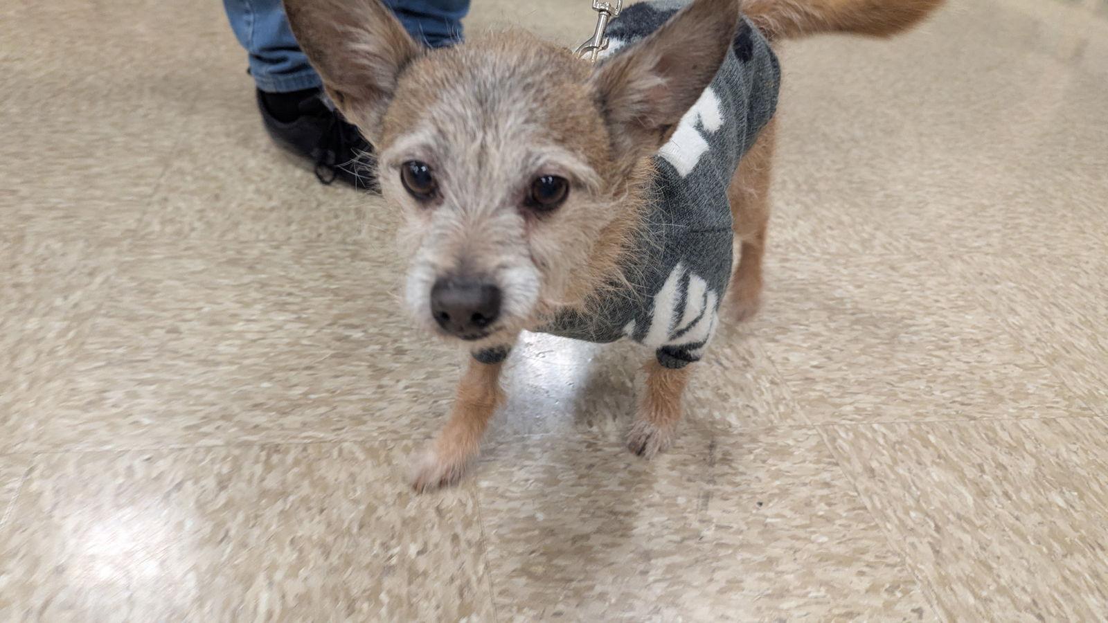 Enlarge Vin Diesel, a Adoptable Chihuahua in hinckley, IL image 3/3