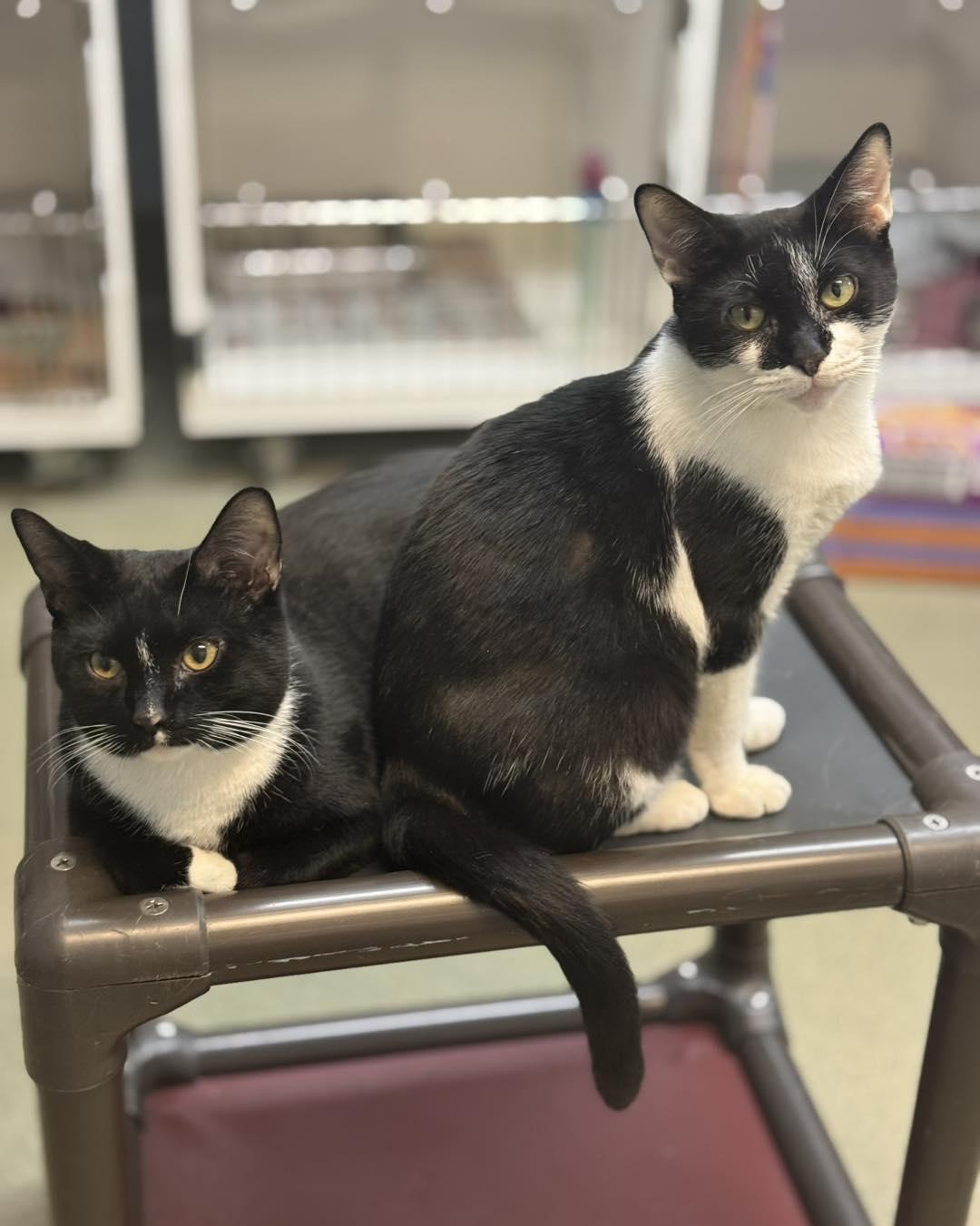 Gomez & Morticia, ADOPTABLE, Adult Female Domestic Short Hair.