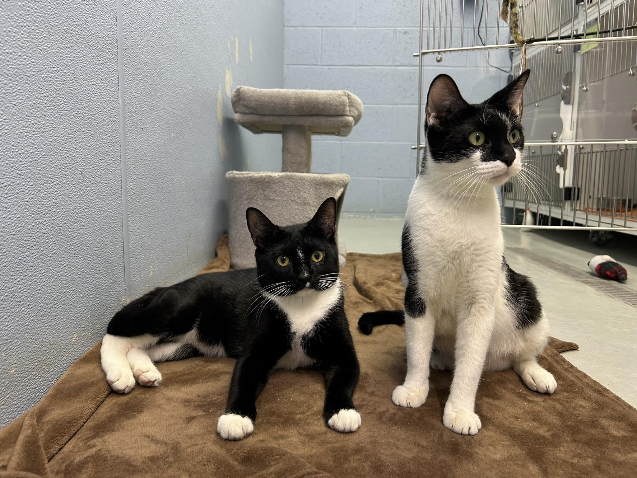 Enlarge Gomez & Morticia, a ADOPTABLE Domestic Short Hair in Bloomfield, NJ image 2/3
