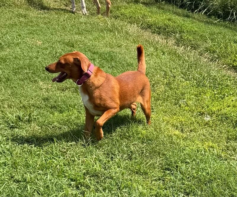 Legs, Adoptable, Adult Male Foxhound & Mixed Breed.